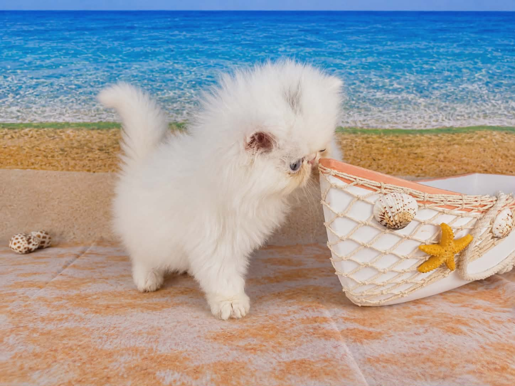 Sugar's Splash photo 3