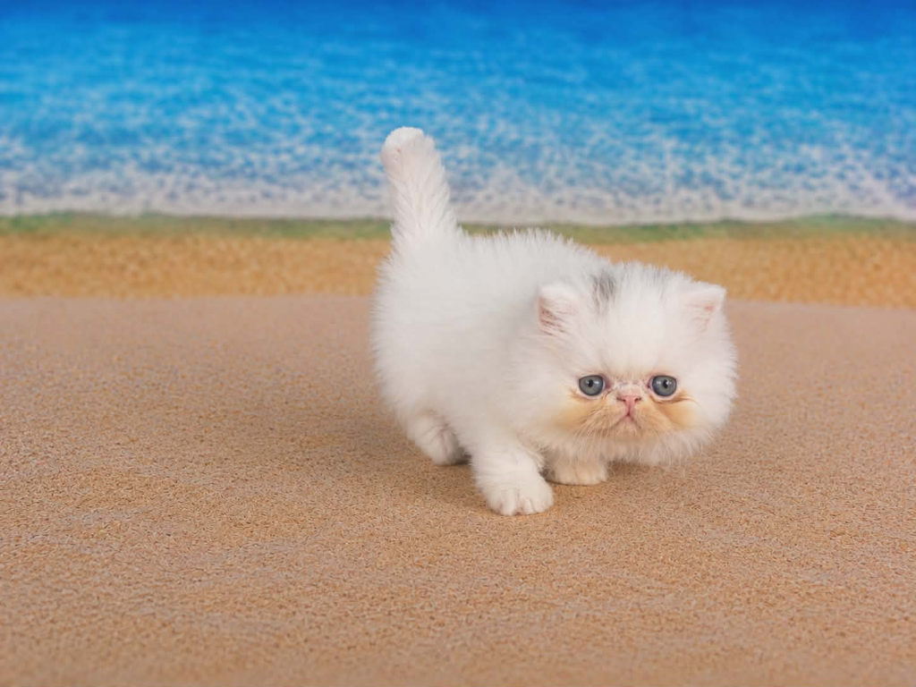 Sugar's Splash photo 8
