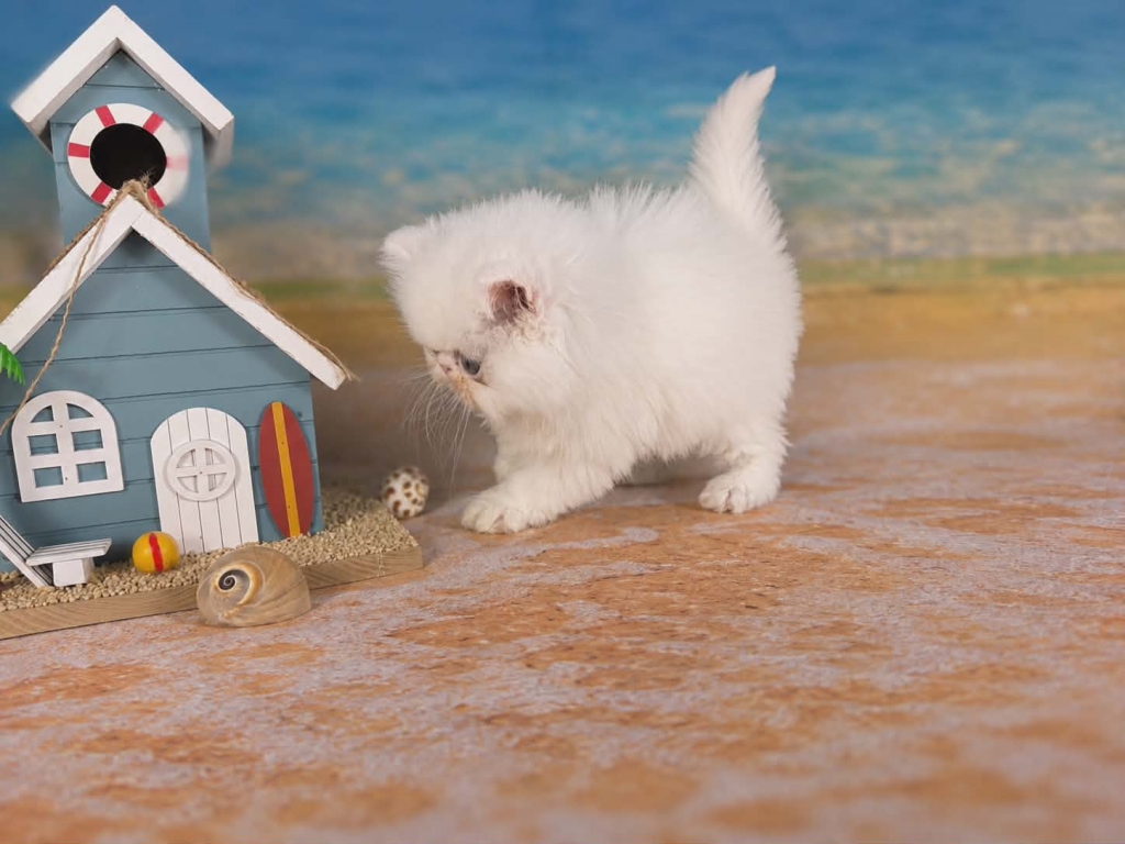 Sugar's Splash photo 2
