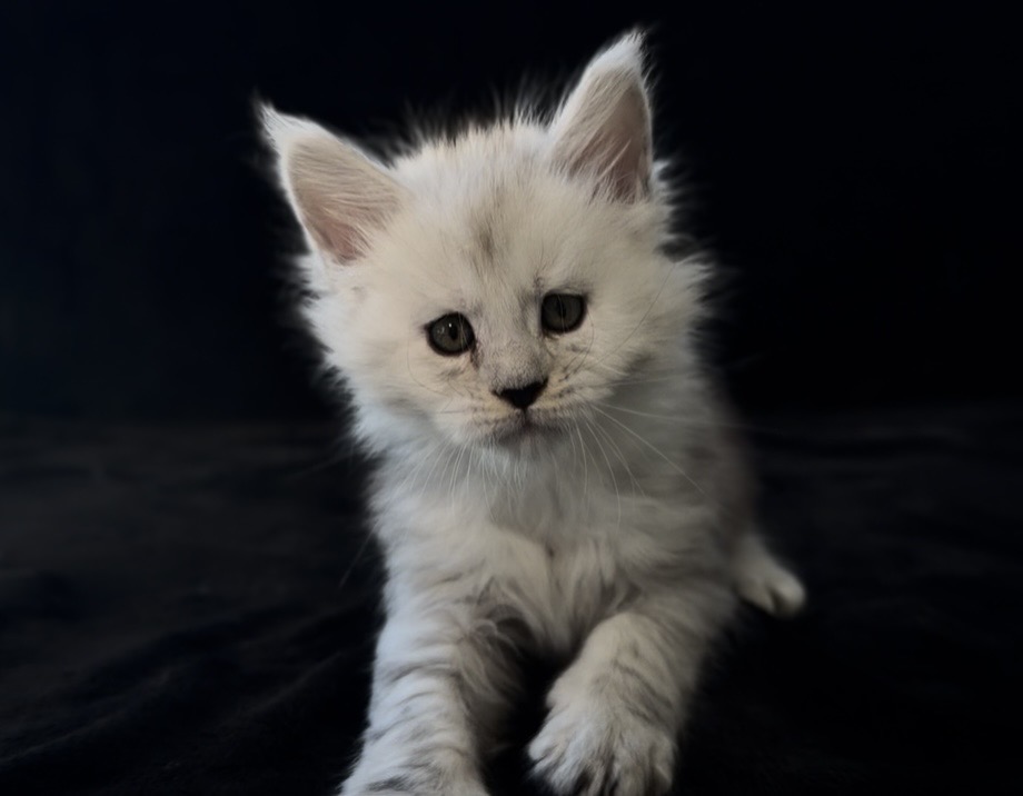 Dobrynya photo 16