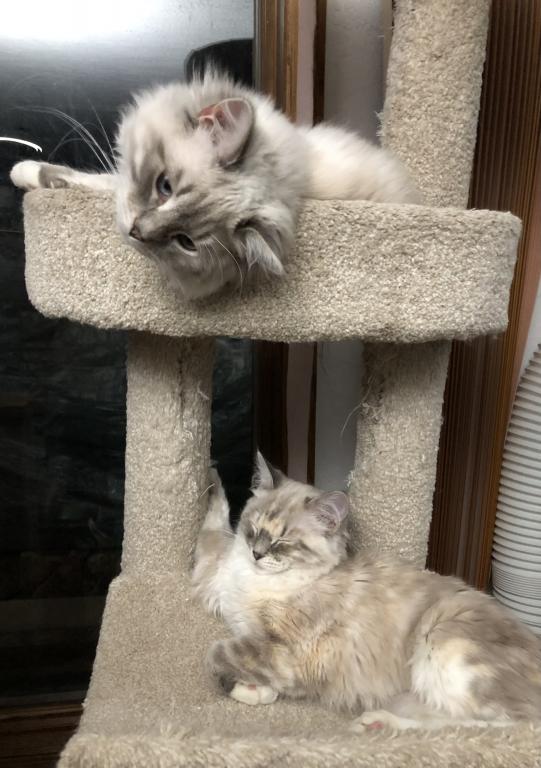 Spicy Lynx Muted Calico Tortie photo 4