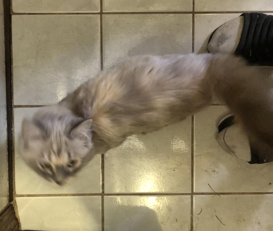 Spicy Lynx Muted Calico Tortie photo 2