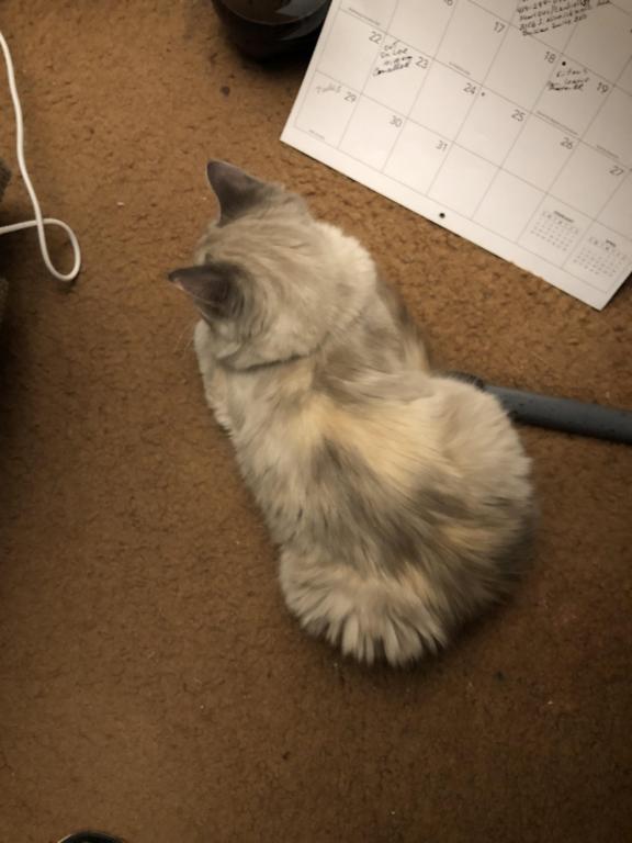 Spicy Lynx Muted Calico Tortie photo 3