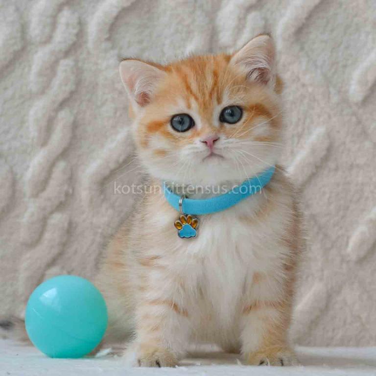 Robbie Golden Spotted Chinchilla Baby Boy photo 3