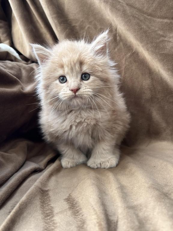 Extremely Large Red Tabby photo 4