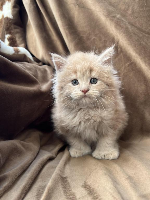 Extremely Large Red Tabby photo 6