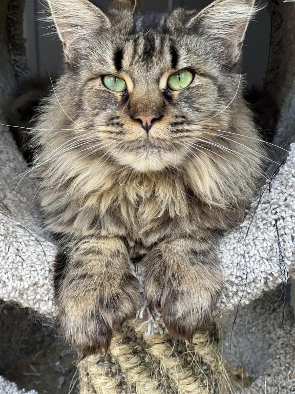 Extremely Large Red Tabby photo 2