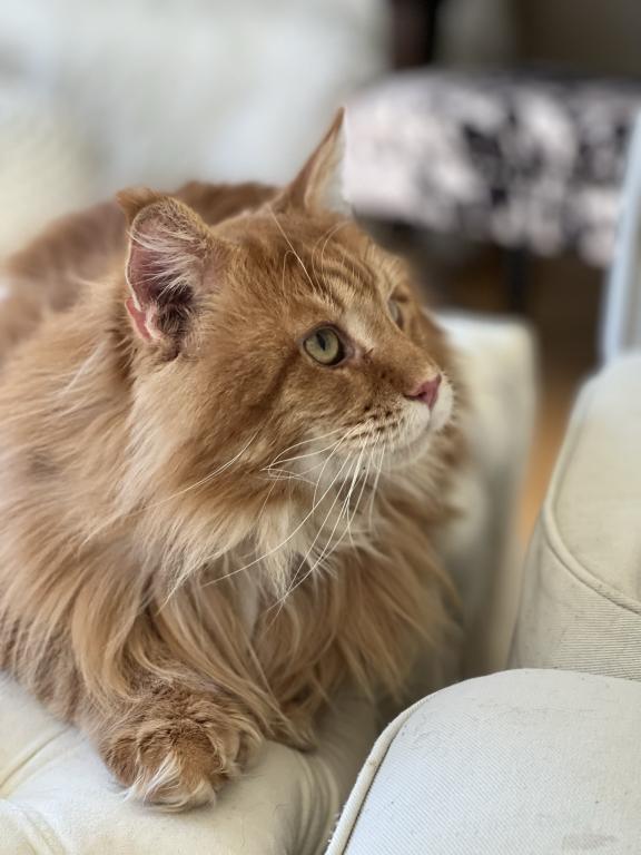 Extremely Large Red Tabby photo 9