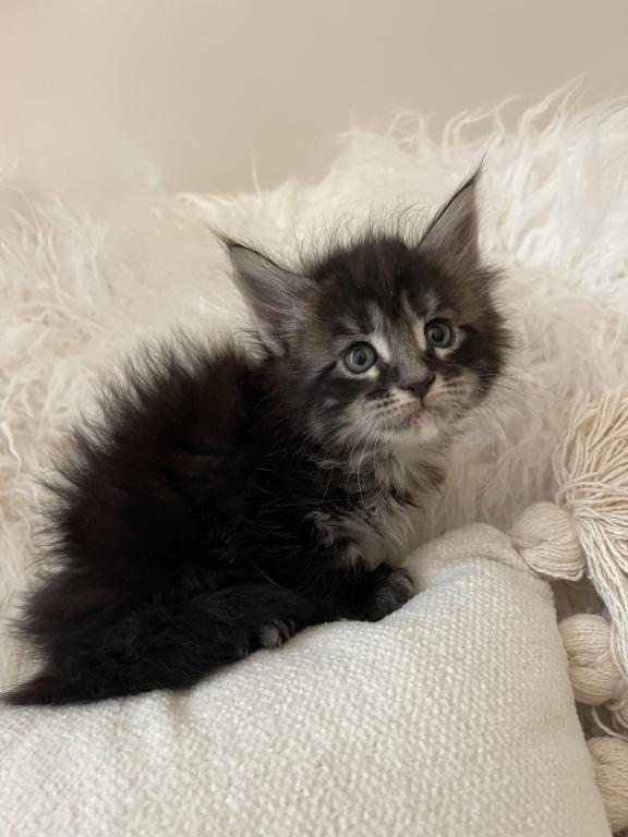 Blk Smoke Tabby photo 6