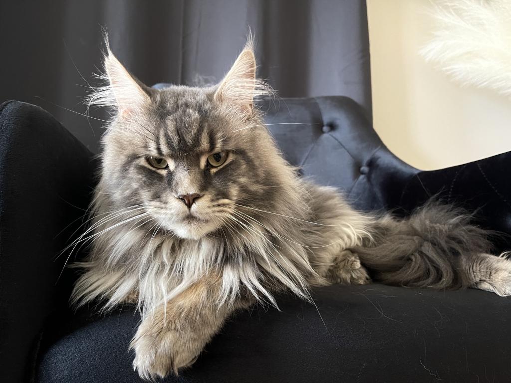 Blk Smoke Tabby photo 4