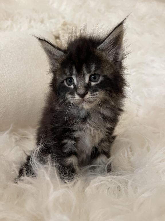 Blk Smoke Tabby photo 5
