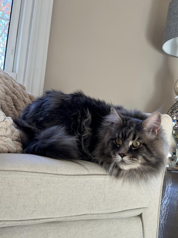 Blk Smoke Tabby photo 3