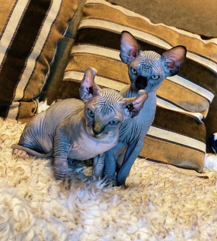 Sphynx Kittens photo 4