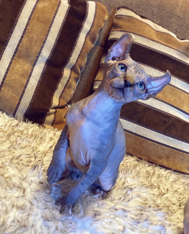 Sphynx Kittens photo 3