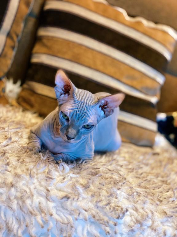 Sphynx Kittens