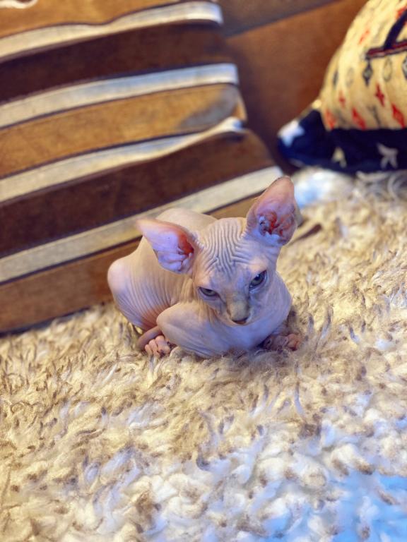 Sphynx Kittens photo 2