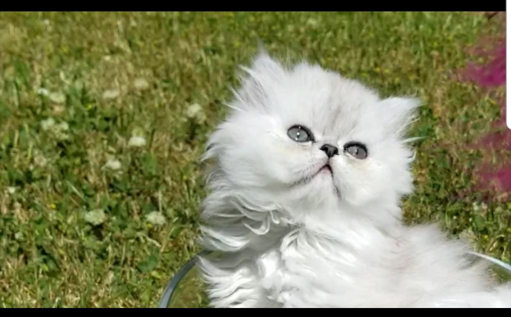 Silver Shaded Chinchilla Dollface Persian Female