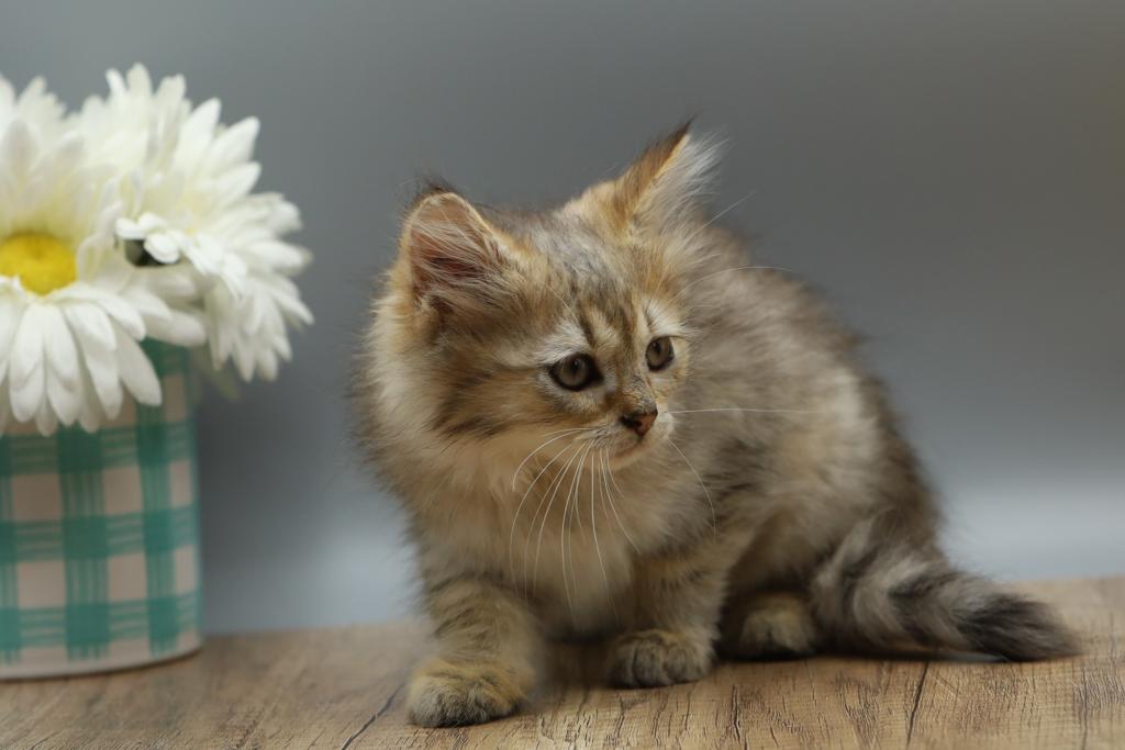 Naga Of RomanovCats photo 10