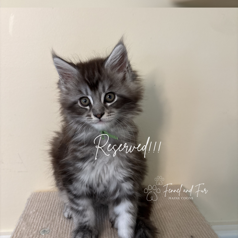 Olaf Black Silver Tabby Maine Coon