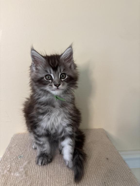 Olaf Black Silver Tabby Maine Coon photo 3