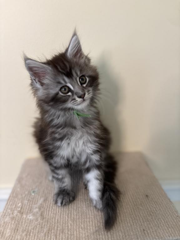 Olaf Black Silver Tabby Maine Coon photo 5