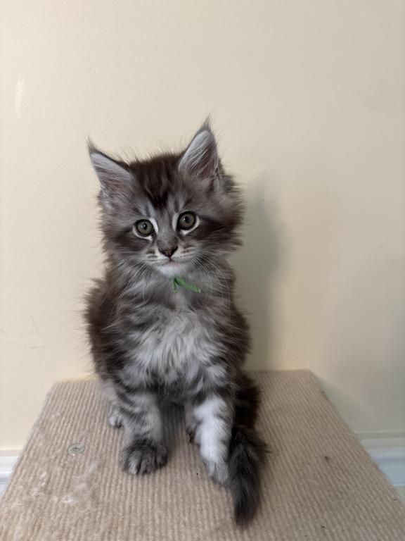 Olaf Black Silver Tabby Maine Coon photo 4
