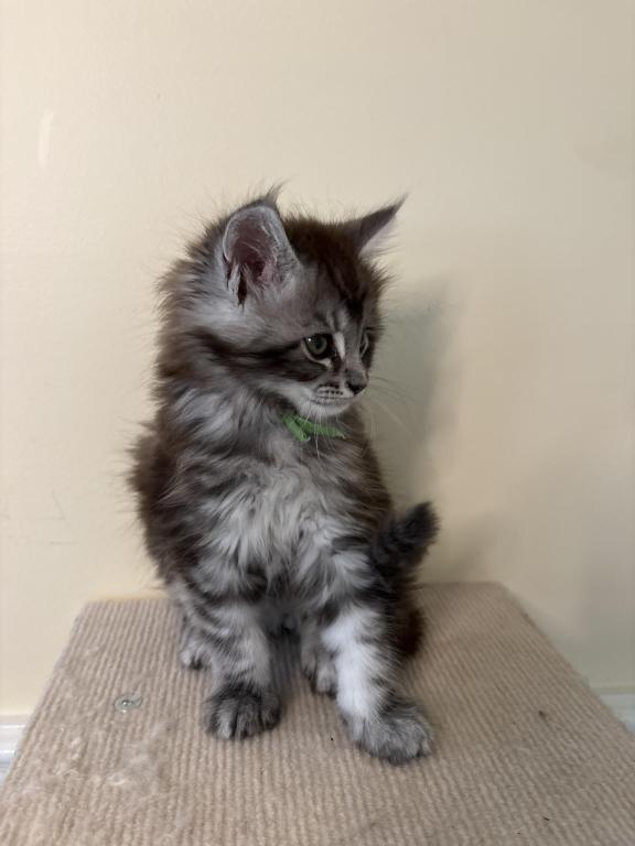 Olaf Black Silver Tabby Maine Coon photo 2