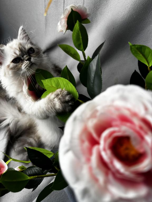 PO12 Finn Male Lilac Point Himalayan Doll Face photo 6