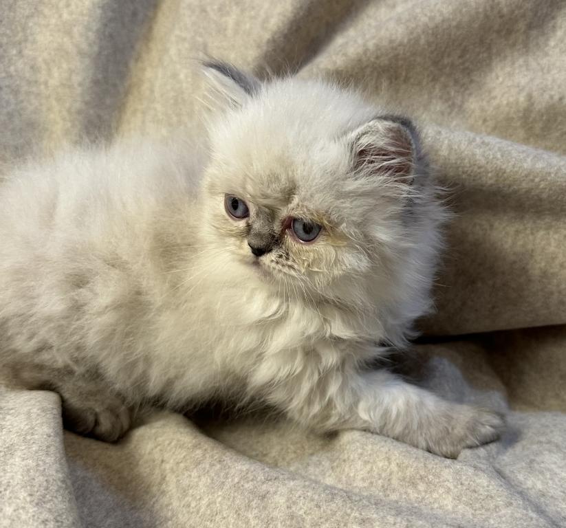 PO12 Finn Male Lilac Point Himalayan Doll Face photo 11