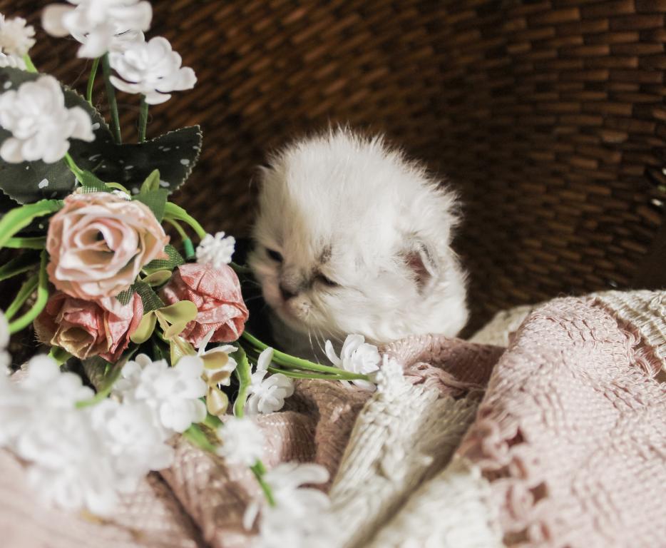 PO12 Finn Male Lilac Point Himalayan Doll Face photo 14