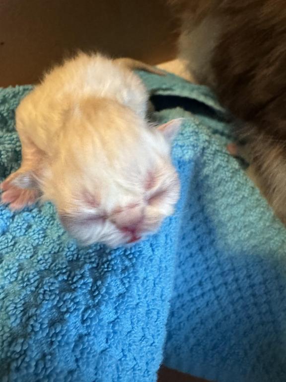 PO12 Finn Male Lilac Point Himalayan Doll Face photo 13