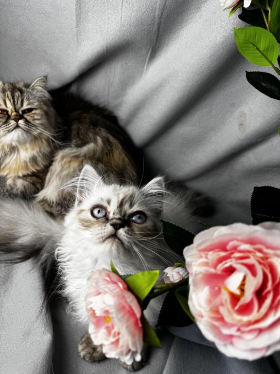 PO12 Finn Male Lilac Point Himalayan Doll Face photo 2