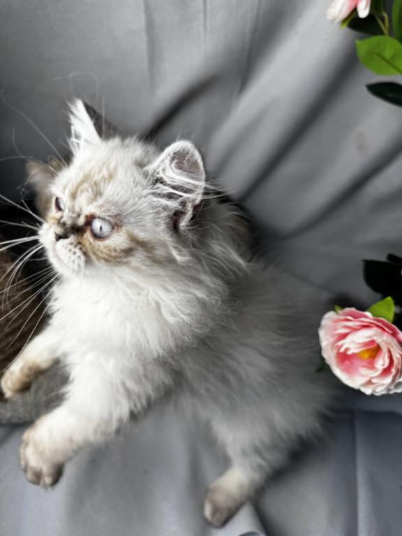 PO12 Finn Male Lilac Point Himalayan Doll Face photo 8