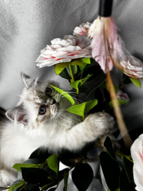 PO12 Finn Male Lilac Point Himalayan Doll Face photo 5