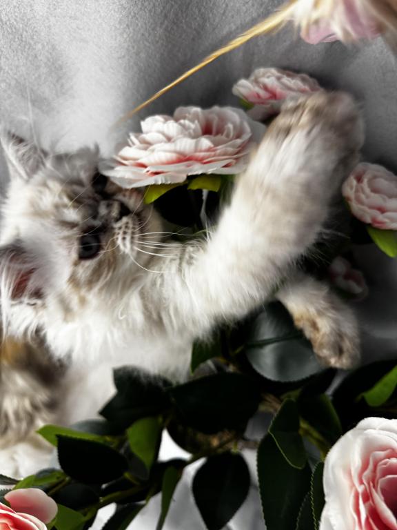 PO12 Finn Male Lilac Point Himalayan Doll Face photo 1