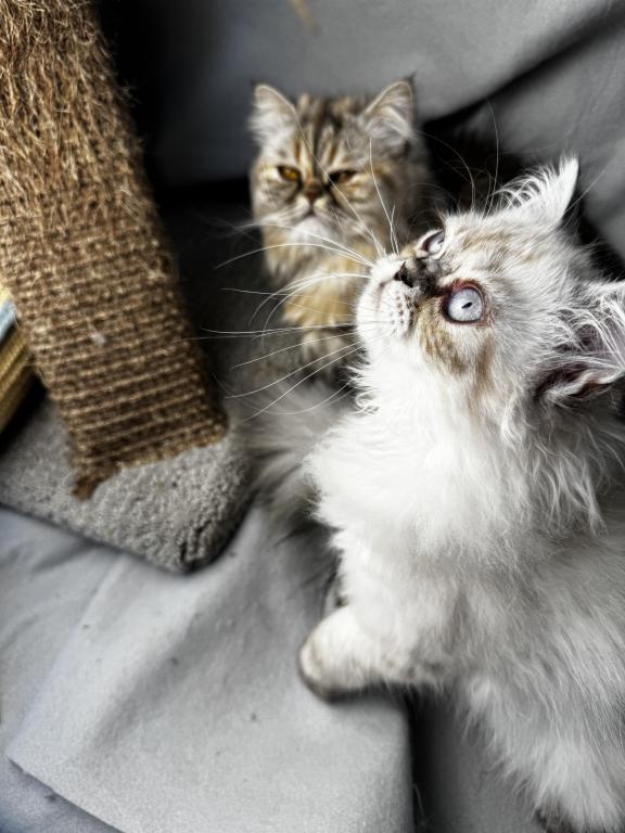 PO12 Finn Male Lilac Point Himalayan Doll Face photo 3