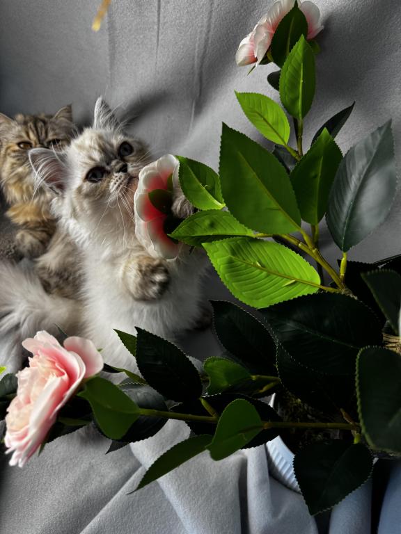 PO12 Finn Male Lilac Point Himalayan Doll Face photo 4
