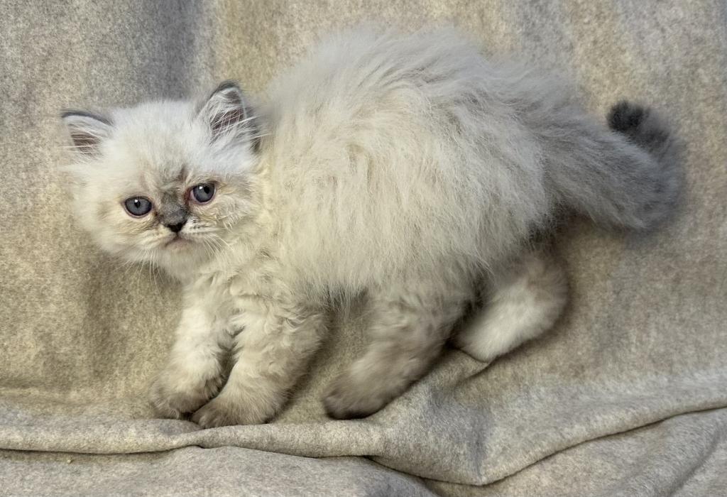 PO12 Finn Male Lilac Point Himalayan Doll Face photo 10
