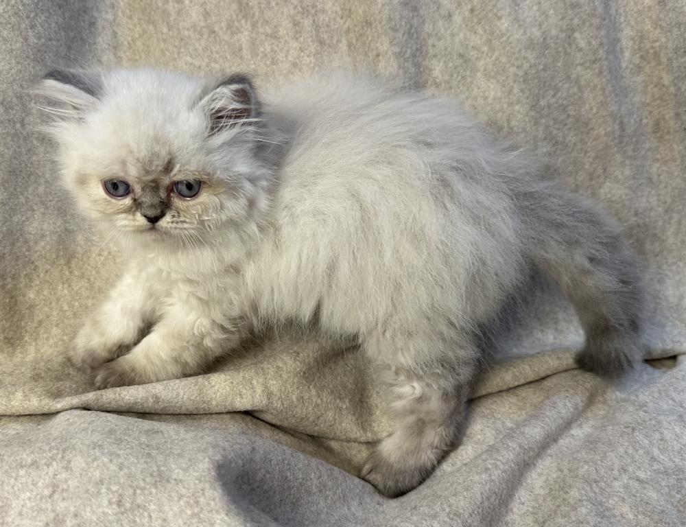 PO12 Finn Male Lilac Point Himalayan Doll Face photo 9