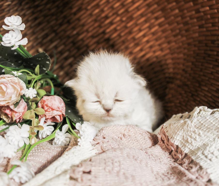 PO12 Finn Male Lilac Point Himalayan Doll Face photo 12