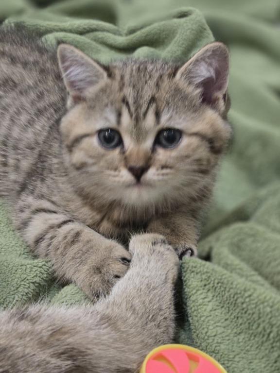 Daniel
