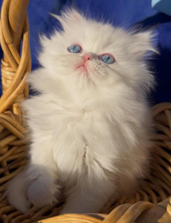 Beautiful Dollface All White Blue Eyes photo 7