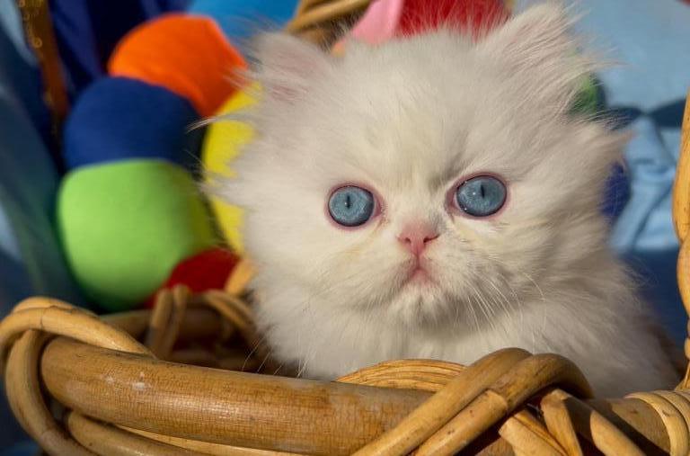 Beautiful Dollface All White Blue Eyes