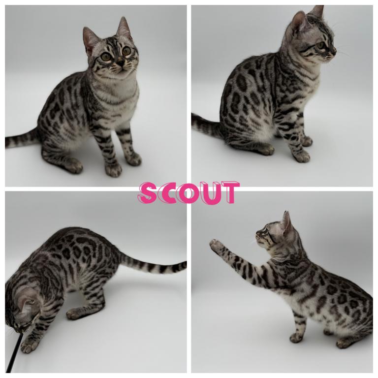 Scout&Johnny photo 2