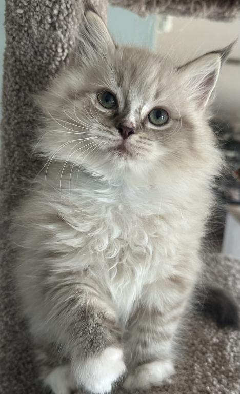Teddy photo 2