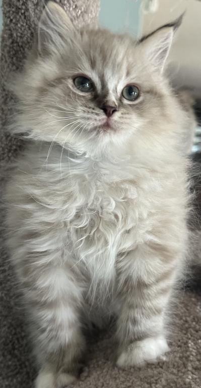 Teddy photo 3