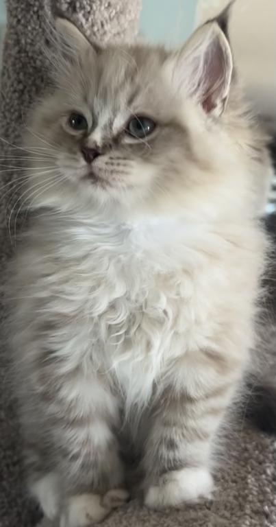 Teddy