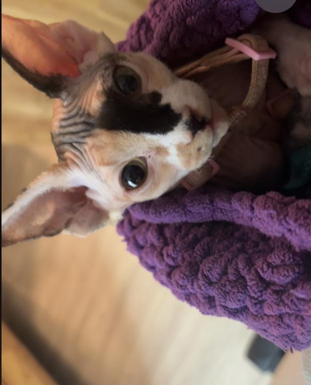 Calico Sphynx