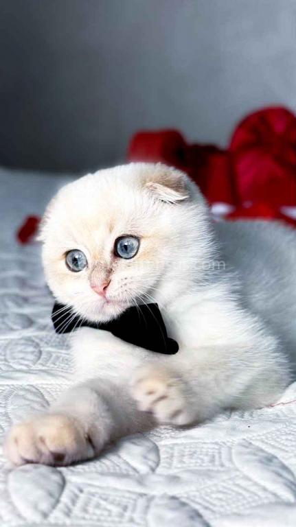 White Prince Blue Golden Shaded Color Point photo 2