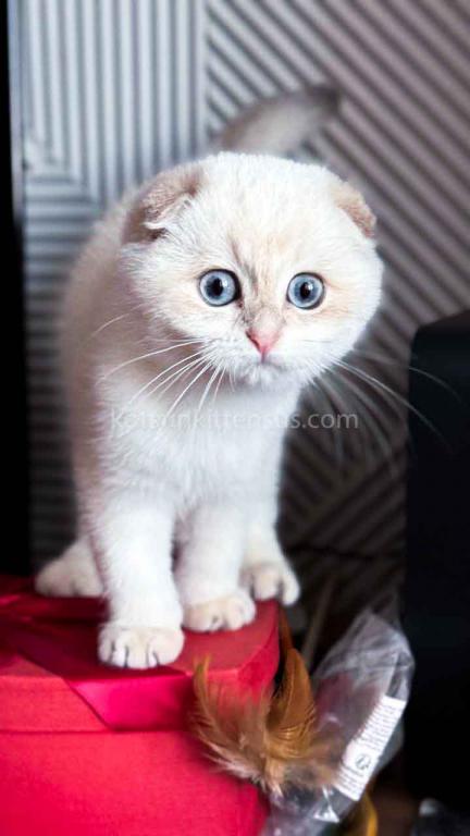 White Prince Blue Golden Shaded Color Point photo 8